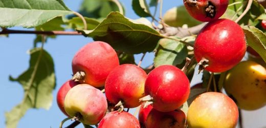 Strawberry Plants for Sale – Choosing the right Variety