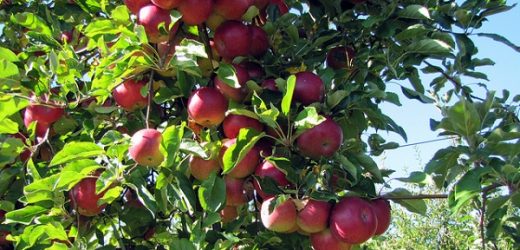 Can I Buy Fan and Espalier Apple Trees In The UK?