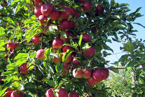 Can I Buy Fan and Espalier Apple Trees In The UK?