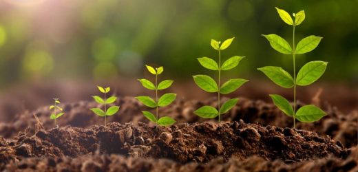 Things To Know About Plant Growth Regulators