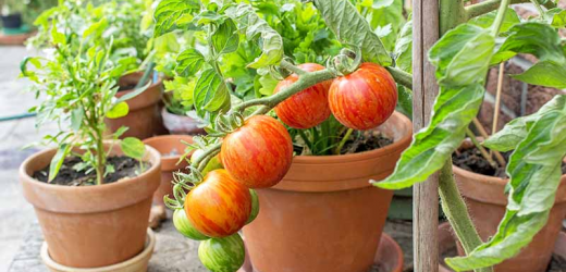 AN INTERESTING ALTERNATIVE TO VEGETABLE AND FLOWER POT GARDENING