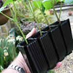 GROWING GREEN BEANS IN CONTAINERS