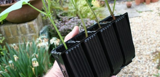GROWING GREEN BEANS IN CONTAINERS