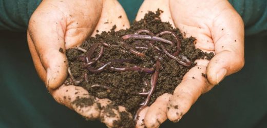Types of Worms Used For Vermicomposting