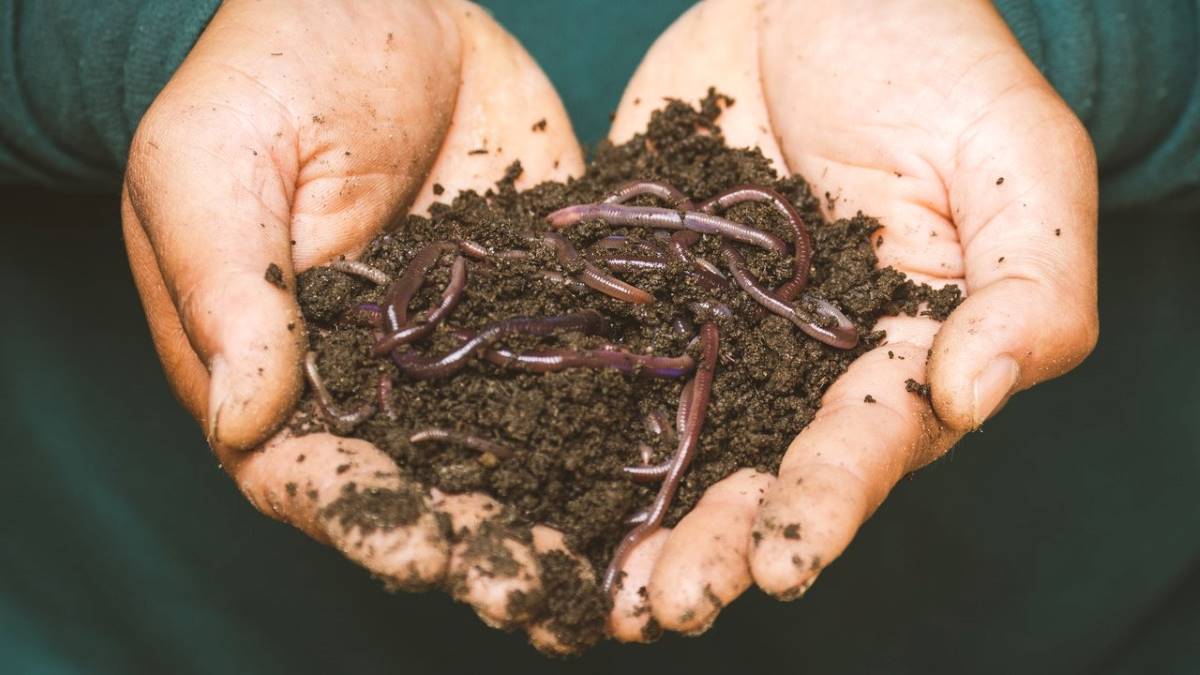 Types of Worms Used For Vermicomposting