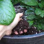 How to Get Started With Hydroponic Growing in Coco Coir