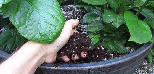 How to Get Started With Hydroponic Growing in Coco Coir