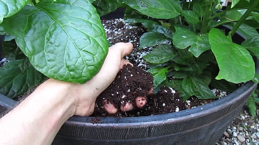 How to Get Started With Hydroponic Growing in Coco Coir