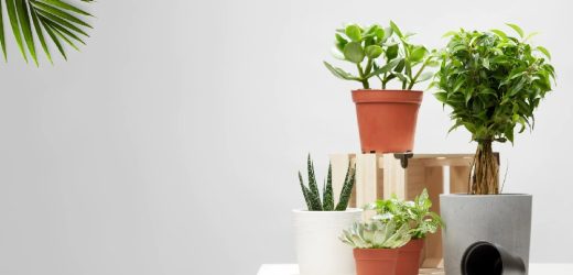 Bulk Blossoms: A Comprehensive Guide to Wholesale Plant Pots