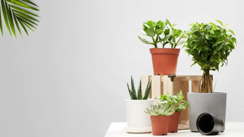 A Comprehensive Guide to Wholesale Plant Pots