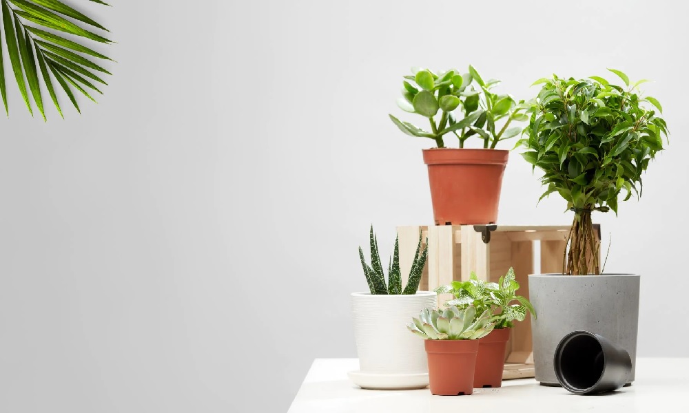 A Comprehensive Guide to Wholesale Plant Pots