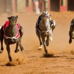 Betting on Greyhounds – Tips and Strategies for Winning Big