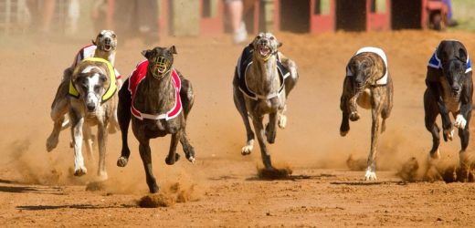 Betting on Greyhounds – Tips and Strategies for Winning Big