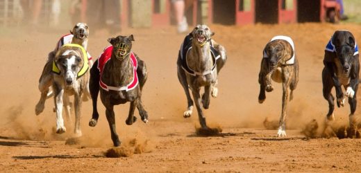 Betting on Greyhounds – Tips and Strategies for Winning Big