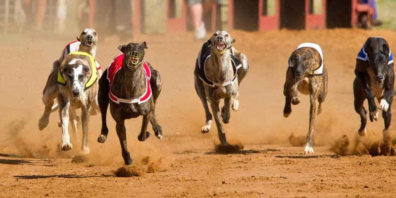 betting on greyhounds