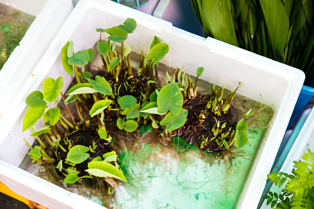 Cultivating Delicious Pond-to-Table Water Plants Pond filters.