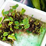 Cultivating Delicious Pond-to-Table Water Plants