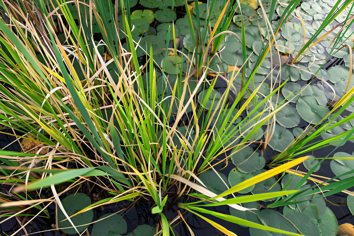 Pond filters.