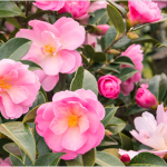 Solutions for Common Camellia Care Challenges and Issues